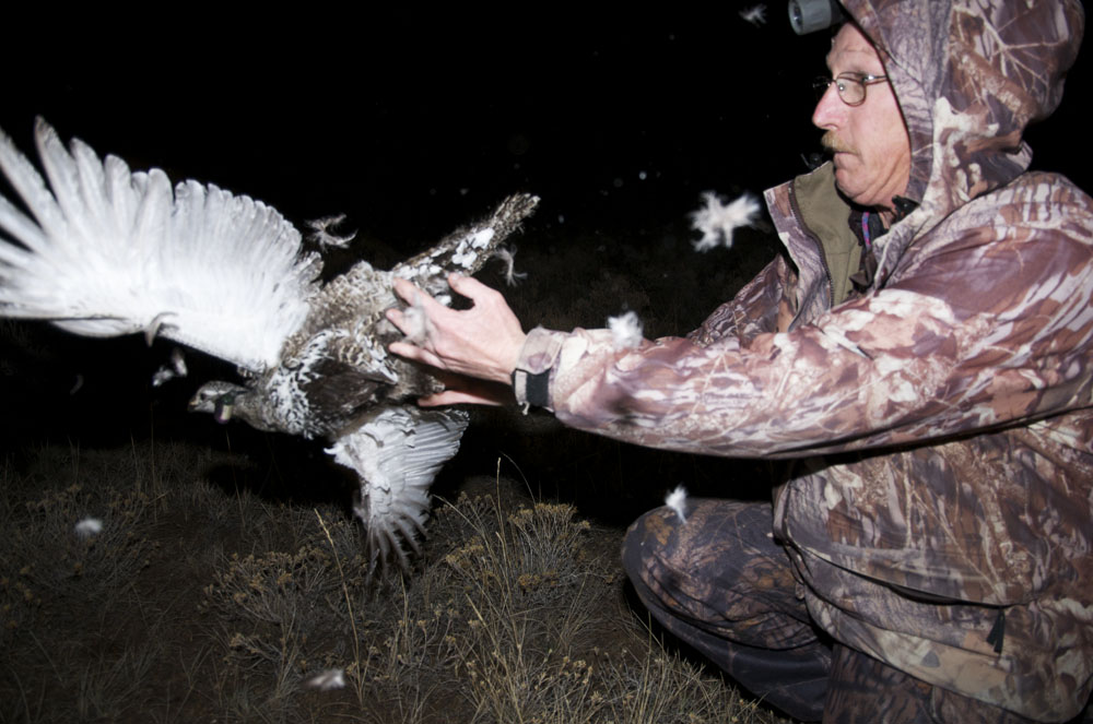 Technician Ron Grogan releases a Greater sage grouse hen after attaching a telemetry collar. Western Wildlife Consultants is...